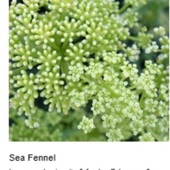 Elizabeth Arden SUPERSTART Skin Renewal Booster SEALED 🆕⌚📦🏃💨🚚 - Picture 9 of 16